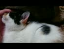 動物病院から退院してきた「くるみ」ちゃんだよ(⌒∇⌒)