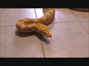 小さな蛇が大蛇になりました。