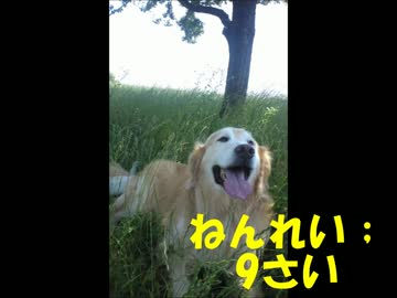 WANKO　THE　MOVIE　　～9さいまでの足跡～