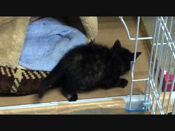 【癒し】 子猫の成長日記　「あずきには何かが見えてるようだｗ」