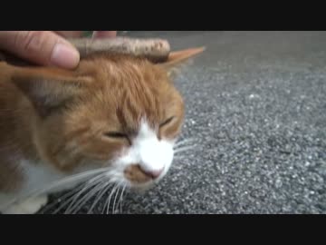 【公園猫戦争】ビューティー激おこ