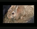 うさぎが食べる姿が思ってたより……UC
