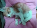 また拾っちまった（仔猫保護）　その２.wmv