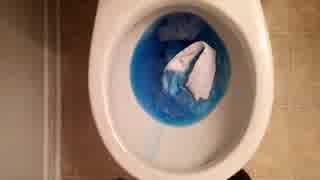 ブルーレットとトイレットペーパーをトイレに流してみた