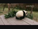 2015年11月7日中継のハイライト 科琳（クーリン）の双子姉は転げ回って木の板から落ちた。