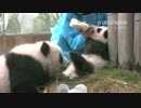 2015年11月7日中継のハイライト 萌萌（モンモン）の子は小Y頭（シャオヤートゥ）の双子兄のミルクを奪おうとする。