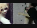 キャットタワーを手に入れた猫たち