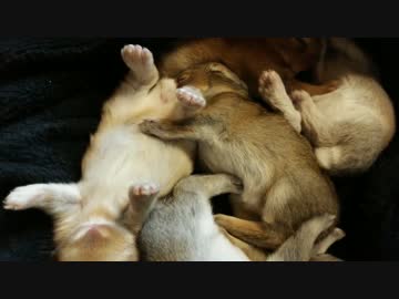 【うさぎ】生後12日ひっくり返る