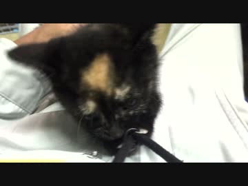 ストラップに夢中な子猫