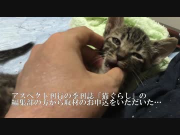 サトイモ子猫兄弟、雑誌の取材を受ける