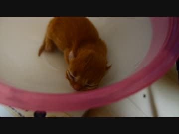 【マンチカンズ】子猫の体重測定中に母の愛を見る