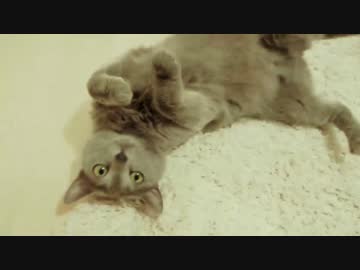 MY CAT RULES THE WORLD