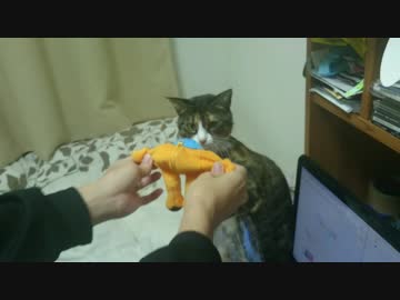 onちゃんに凄い嫌悪感を示す猫