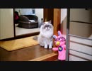 ひたすらたぬことみつめあう動画