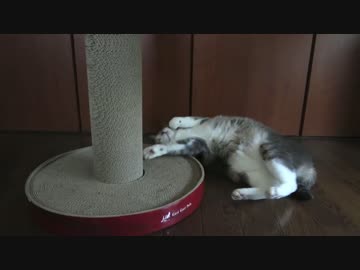 【モアクリ】 デロデロバリバリ