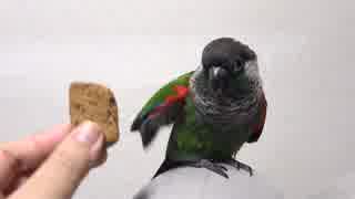 ウロコインコ：チビ【ピクピク翼】