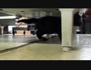 【癒し】 「脱走できて大興奮ｗ」 子猫の成長日記