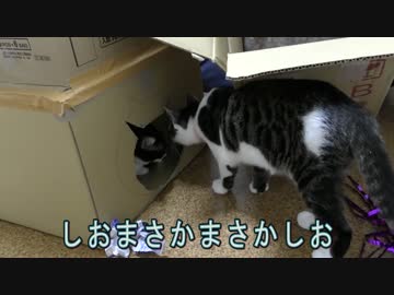 【手作り】猫ハウス対決【ネコが選ぶ家はどれ？】