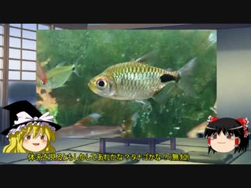 【ゆっくり解説】～ゆっくり熱帯魚紹介～【アフリカンテトラ編第五弾】