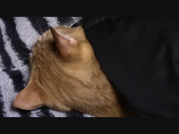 拾いねこ＠生後1226/1193日目　目と目があうー。