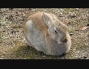 みているな！（うさぎ）