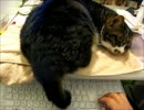 はじめての猫飼い100～作業現場～