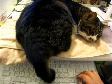 はじめての猫飼い100～作業現場～