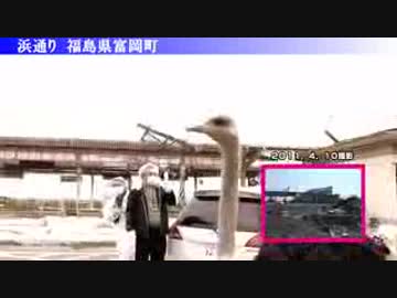 【原発付近】　放射能測定器に興味を全く示さないダチョウさん