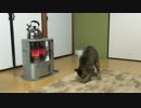 猫とストーブ