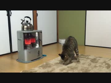 猫とストーブ