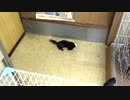 「あずきの一番気にいったおもちゃは・・・だった」 子猫の成長日記