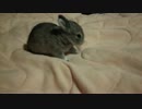 【うさぎ】生後14日ピョンピョンし始める