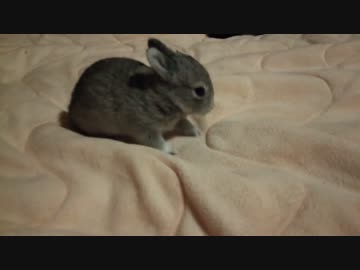 【うさぎ】生後14日ピョンピョンし始める