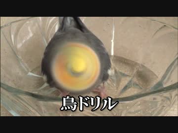 オカメインコの水浴び所により鳥ドリル