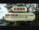 【レビュー】板橋区平和公園でイチョウ＆カエデの紅葉鑑賞～DSC-QX10