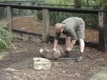 かまってほしいウォンバット