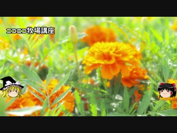 【牧場物語】リアルでもゲームでも牧場part41.5【ゆっくり実況】