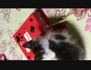 捕獲されるぬこ