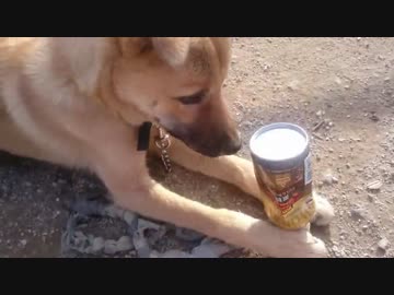 子犬も気に入る、噛みごたえ W○NDA微糖