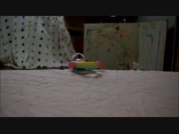 オモチャを渡すタイハクオウム