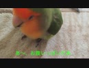 くちばしの手入れをするインコ