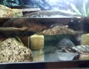 カメ水槽part2（ニシキマゲクビガメ、ミシシッピニオイガメ）