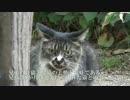 種馬黒猫、その種馬っぷりを大いに見せつける