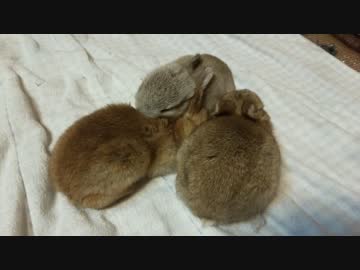 【うさぎ】生後15日毛玉の寝方
