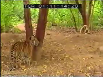 ホモと学ぶトラ　VS　猿.（モンキータイガー）.mp4