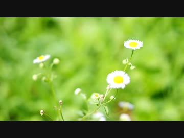 初心者の僕が知り合いにそそのかされてエンデユーロコースを走る動画