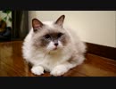 たぬこのクラッキング