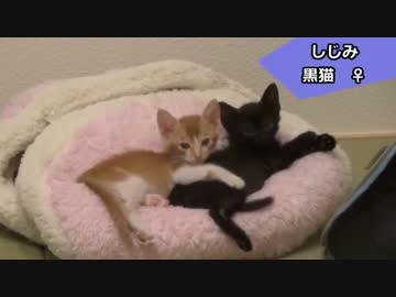 レオとしじみの新生活 Vol.5 　好みが異なる兄妹猫＆レオ