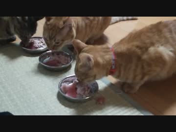 【拾い猫】１歳になったのにゃ！