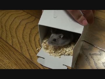 【新しい家族がやってきた】マロンの成長日記【20151115】